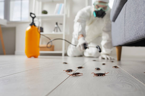Commercial Kitchen Cockroach Control in Spirit Lake